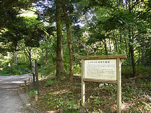 日本の森の植物生態園
