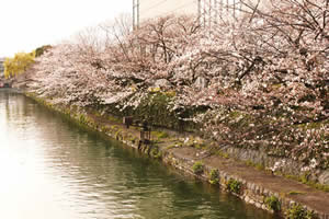 京都疏水