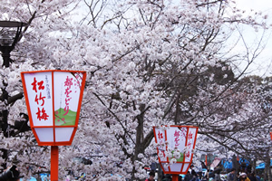 円山公園・お花見