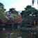 円山公園の紅葉2