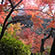 東福寺の紅葉10