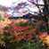 東福寺の紅葉11