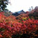 東福寺の紅葉1