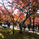 東福寺の紅葉5