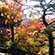東福寺の紅葉8