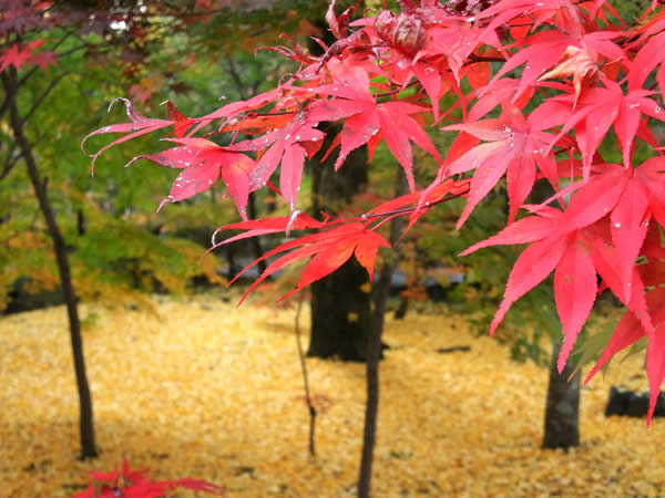 永観堂の紅葉