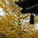 南禅寺の紅葉15