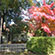大覚寺と大沢の池の紅葉13