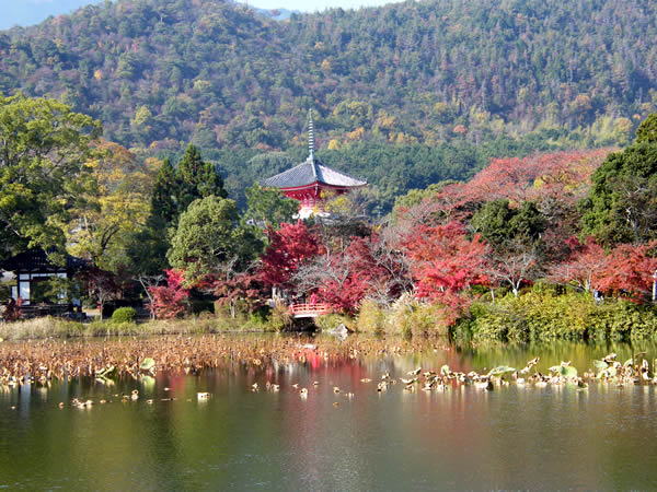 大覚寺と大沢の池の紅葉