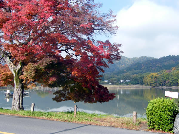 広沢の池の紅葉