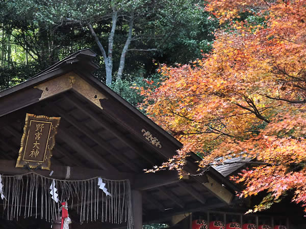 野宮神社の紅葉