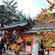 宇治神社の紅葉1