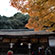 宇治上神社の紅葉3