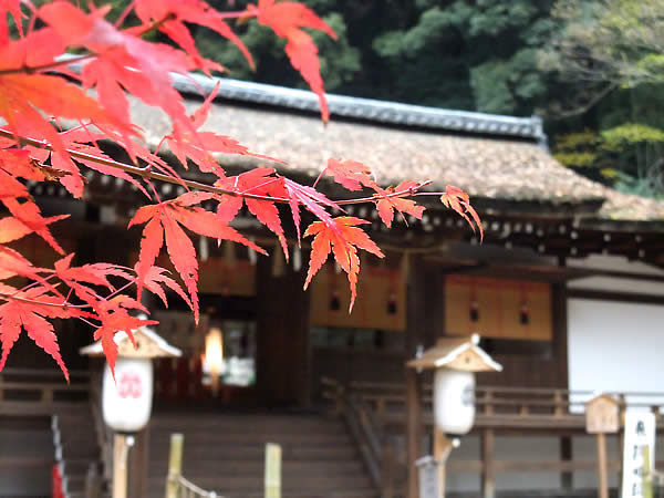 宇治上神社の紅葉