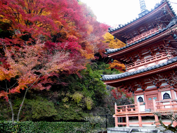 三室戸寺の紅葉