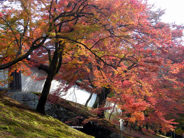 蔓殊院の紅葉