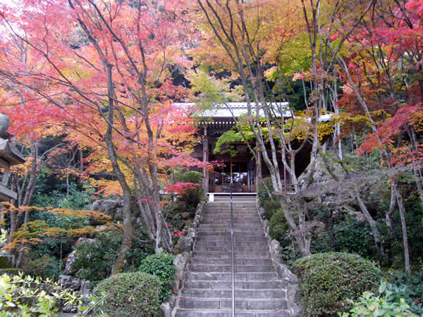 勝持寺(花の寺)の紅葉