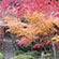 勝持寺(花の寺)の紅葉3