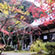 勝持寺(花の寺)の紅葉4