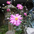 貴船神社の貴船菊1