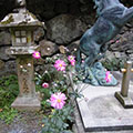 貴船神社の貴船菊2