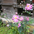 貴船神社の貴船菊4