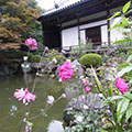 善峰寺の貴船菊11