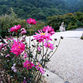 善峰寺の貴船菊8