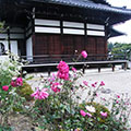 善峰寺の貴船菊9