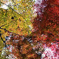 三千院の紅葉2