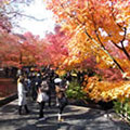 東福寺の紅葉2