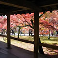 東福寺の紅葉3