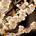 勧修寺の梅1