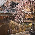 祇園白川の桜1