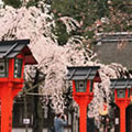 平野神社の桜1