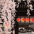 平野神社の桜2