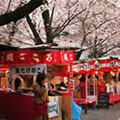 平野神社の桜3