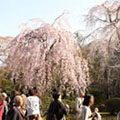 天龍寺の桜2