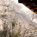 天龍寺の桜3