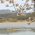 広沢池の桜3