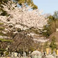 化野念仏寺の桜2