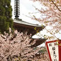 醍醐寺の桜2