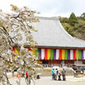 醍醐寺の桜3