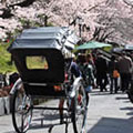 高台寺の桜2