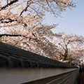 建仁寺の桜3