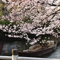 高瀬川の桜1