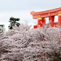 平安神宮の桜3