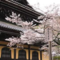 南禅寺の桜3