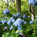 藤森神社の紫陽花2