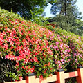 八坂神社のサツキ1